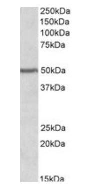 PAX1 antibody