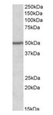 Goat anti-PAX1 (aa318-329) Antibody