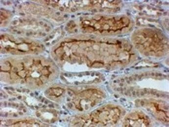 Goat anti-COL4A3 (aa341-353) Antibody