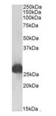 Goat anti-Gsta3 (rat) Antibody