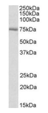 Goat anti-Crot (rat) Antibody