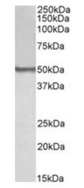 Goat anti-BLK Antibody
