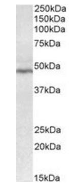 CD28 antibody