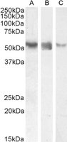 Goat anti-RORC (aa200-212) Antibody