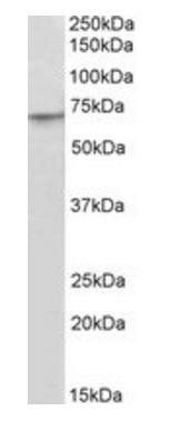 Goat anti-PRDM14 (aa533-544) Antibody