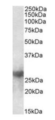 Goat anti-galectin-3 (mouse) Antibody