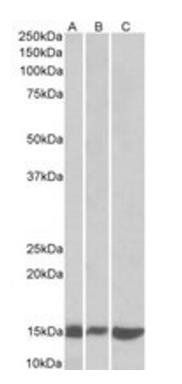 Goat anti-galectin-1 (mouse) Antibody