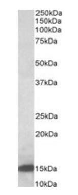 Goat anti-galectin-1 (mouse) (aa100-112) Antibody