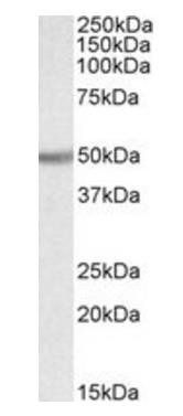 Goat anti-Ugt2b (rat) (aa423-436) Antibody