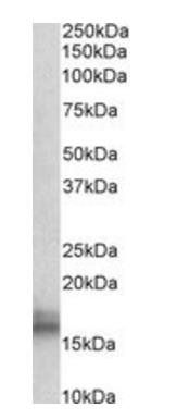 Goat anti-Npc2 (mouse) (aa21-33) Antibody