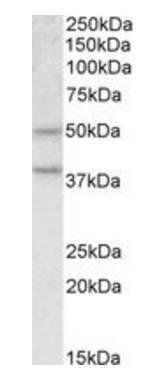 Goat anti-Mboat4 (mouse) Antibody
