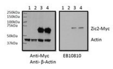 Goat anti-ZIC2 Antibody