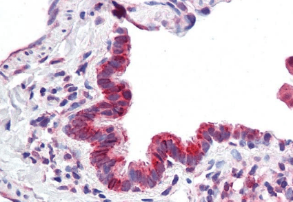 Goat anti-CBARA1 (aa113-126) Antibody