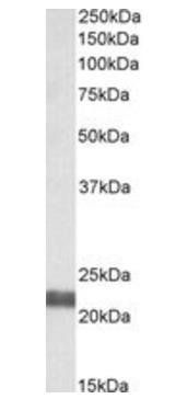 Goat anti-NEDD8 conjugating enzyme (N Terminus) Antibody