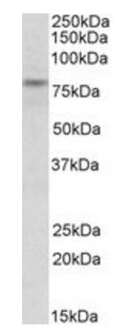 Goat anti-TRIM2 (aa233-247) Antibody