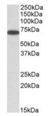 Goat anti-ERO1-like (aa105-118) Antibody