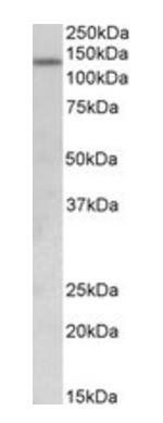 Goat anti-KDM2A (aa445-459) Antibody