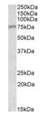 Goat anti-CRTC2 (mouse) Antibody