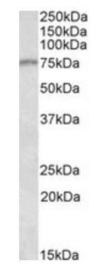 CRTC2 antibody