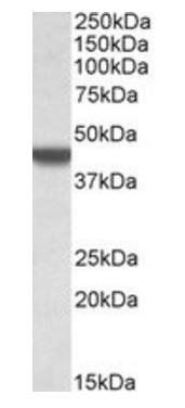 APOBEC3D antibody