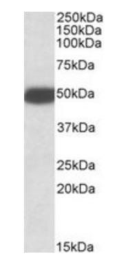 Goat anti-Htr3b (rat) Antibody