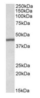 TFB2M antibody