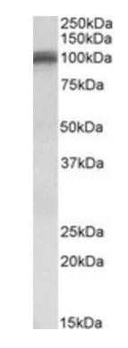 Goat anti-AMPA1 / GLUR1 (aa264-277) Antibody
