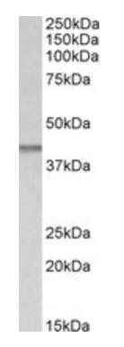 Goat anti-IDH3B (aa369-383) Antibody