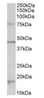 Goat anti-Htr1a (mouse) Antibody