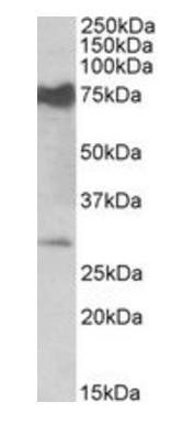 Goat anti-Nmnat3 (mouse) Antibody