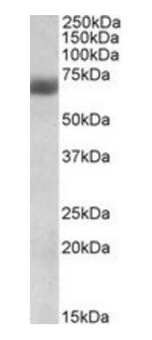 Goat anti-NRF2 (aa445-458) Antibody
