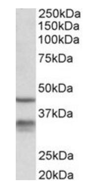 Goat anti-Hsd11b1 (mouse) Antibody