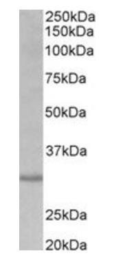 Goat anti-cardiolipin synthase 1 Antibody