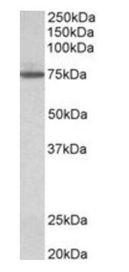 Goat anti-transglutaminase 4 (aa49-63) Antibody
