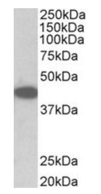 Goat anti-Trib1 (mouse) (aa304-317) Antibody
