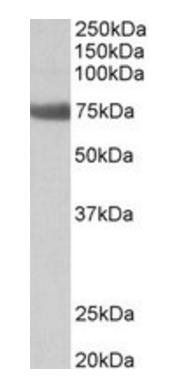 Goat anti-Tgm6 (mouse) Antibody