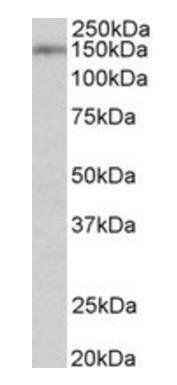 Goat anti-SYNGAP1 (aa60-72) Antibody