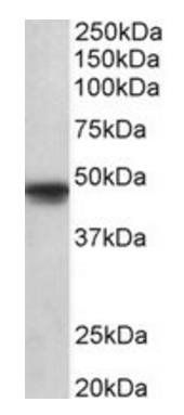 Goat anti-OCT6 (aa192-204) Antibody