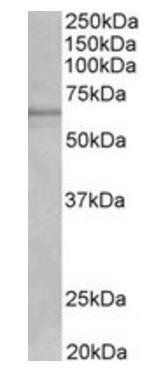 Goat anti-Cytochrome P450 1A2 (mouse) Antibody