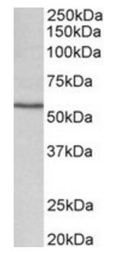 cyp1a1 antibody