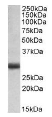 FGF5 antibody