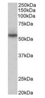 Goat anti-Nprl3 (mouse) Antibody