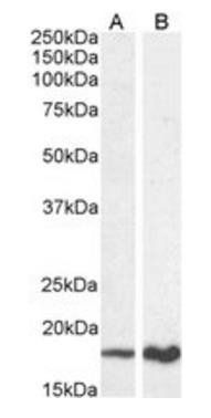 Goat anti-P19ARF (mouse) Antibody