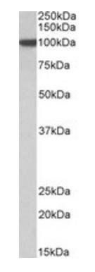 Goat anti-ARNT (aa558-570) Antibody