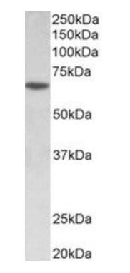 Goat anti-SOX11 (aa309-323) Antibody