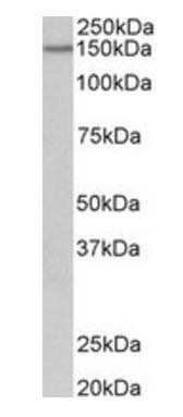 Goat anti-PCDH17 (aa1098-111) Antibody