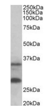 Goat anti-C16orf57 (aa154-167) Antibody