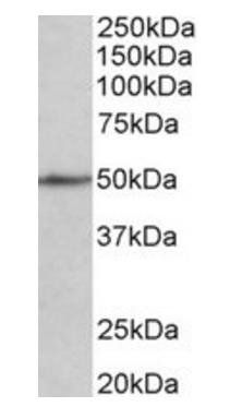 Goat anti-CADM1/TSLC1 Antibody