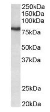 KCNC3 antibody