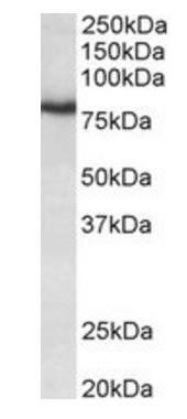 Goat anti-KCNC3 / Kv3.3 (aa317-328) Antibody